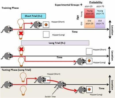 Probabilistic Information Modulates the Timed Response Inhibition Deficit in Aging Mice